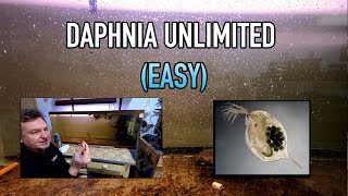 How I Raise Daphnia Water Fleas And You Can Too [upl. by Onivla233]