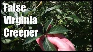 False Virginia Creeper Parthenocissus vitacea Idaho Native  Ninja Gardening  Episode 32 [upl. by Maddy38]