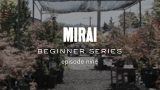 Bonsai Beginner Series  Repotting [upl. by Alhak]