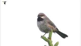 A Boreal Chickadee calling [upl. by Aro]