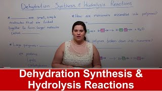 Dehydration Synthesis and Hydrolysis Reactions [upl. by Oak439]