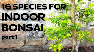 16 Tree Species for Indoor Bonsai Part 1 [upl. by Levi]