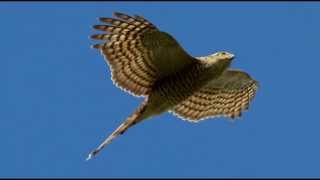 Sparrowhawk Bird Call Bird Song [upl. by Ordisy420]