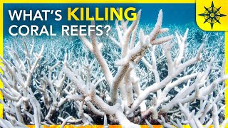 Whats Killing The Coral Reefs [upl. by Ossy]