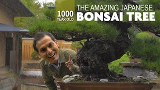 1000 Year Old Japanese Bonsai Tree Adventure ★ ONLY in JAPAN [upl. by Nafets]