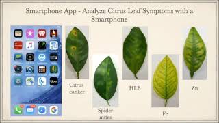 Citrus Diagnostic Application Demonstration [upl. by Arand]