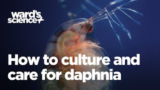 Caring and Culturing for Daphnia [upl. by Hilliard]