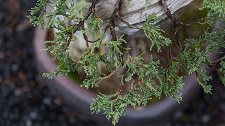 Bonsai Detail Wiring [upl. by Yantruoc958]