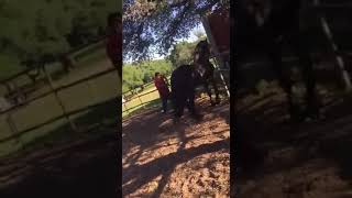 FEMALE HORSE KILLS IN THE ACT ANOTHER STALLION [upl. by Greenquist]