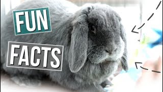 15 Fun Facts About Rabbits [upl. by Laet]