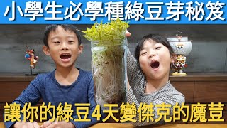 四天讓你種出滿分的綠豆 【RA的實驗室】 自己吃的綠豆芽自己種  傑克神奇的魔豆  種綠豆芽  HOW TO GROW GREEN BEAN SPROUTS  RA LIFE [upl. by Artur]