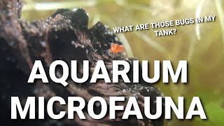 What Are Those Little Bugs And Worms In Your Aquarium  Common Aquarium Micro Fauna [upl. by Nenney622]