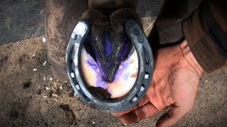 Horse Hoof ABSCESS  How I HELP Him RECOVER  HORSESHOEING [upl. by Freddy]