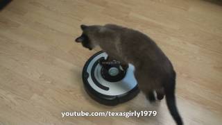 Cat shows HOW TO use iRobot Roomba Vacuum [upl. by Akinek413]