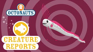 Octonauts Creature Reports  Oar Fish [upl. by Aicelaf451]