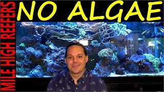 Algae how to control stop and prevent it in your reef tank [upl. by Niddala437]