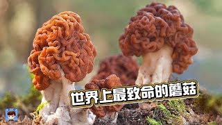 10種世界上最致命的蘑菇，你知道幾個呢？ [upl. by Eslehc]