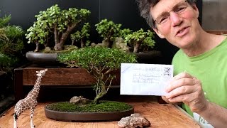 Starting an Acacia Bonsai from Seed April 2016 [upl. by Bouton]