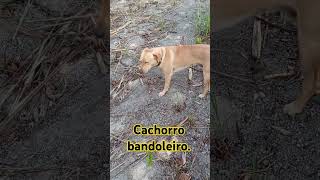 Cachorro bandoleiros [upl. by Manwell]