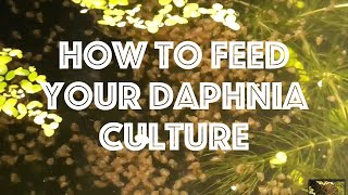 How To Feed Your Daphnia Culture [upl. by Nylarat]