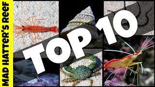 Top 10 Clean Up Crew for Your Reef Tank [upl. by Borries]