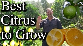 Top Five Citrus Fruit Trees To Grow in Your Backyard [upl. by Feodore]