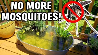 3 EASY Ways To PREVENT Mosquitoes In Your Pond [upl. by Ailicec548]