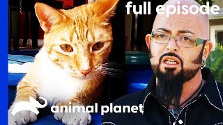 This Kitty Keeps Attacking His Owners  My Cat From Hell Full Episode [upl. by Evot651]