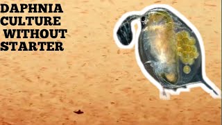 HOW TO CULTURE DAPHNIA NATURALLY WITHOUT A STARTER [upl. by Cod]