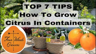 How To Grow Fruit Trees CITRUS In Containers  feat FourWindsGrowerscom [upl. by Yasdnil]