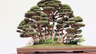 Forest Bonsai inspiration [upl. by Ainolloppa]