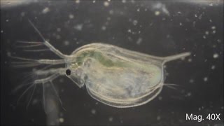 Daphnia magna under the Microscope [upl. by Jadda]