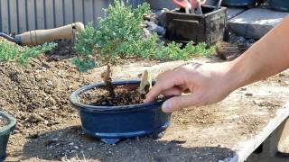 Bonsai Basics  Watering your Bonsai Tree [upl. by Yenaffit907]