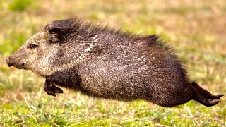 WILD  JAVELINA  Catch and Cook  COLLARD PECCARY [upl. by Dennie]