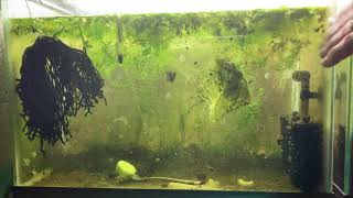 Scuds Daphnia Cherry Shrimp Copepods My aquatic food culture [upl. by Irahcaz197]