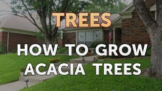 How to Grow Acacia Trees [upl. by Acirema409]