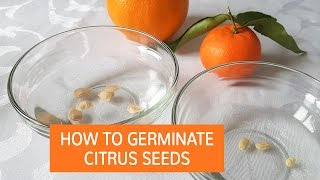 How To Germinate Citrus Seeds  Grow Citrus Trees From Seed [upl. by Comstock180]