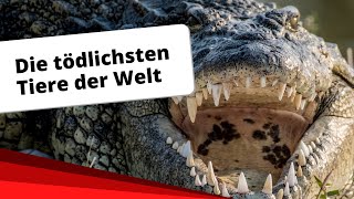 Top10 Die tödlichsten Tiere der Welt [upl. by Eceerehs829]