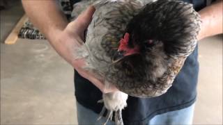 How To Check Chickens for Mites amp Lice [upl. by Holtorf]