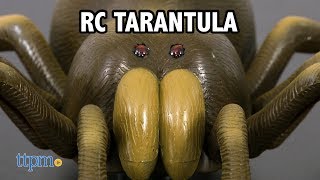 RC Tarantula from Discovery [upl. by Ennaej952]