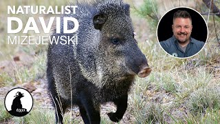 What the Heck is a Javelina [upl. by Eyanaj]