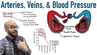 Arteries Veins and Blood Pressure [upl. by Applegate]