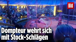 Schock im Zirkus Löwin greift Dompteur an [upl. by Hallock]