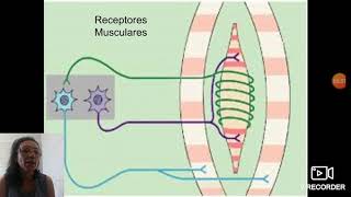 Receptores musculares Sistema Alfa e Gama [upl. by Santoro]