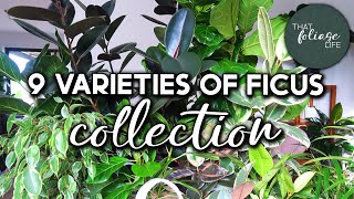 Ficus Plant Collection and Care Tips [upl. by Efram206]