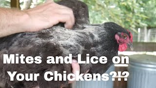 Treating Mites and Lice on Chickens [upl. by Arlyne69]