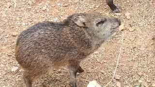 Wild Baby Javelina in Tucson Arizona [upl. by Aphra]