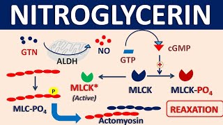 Nitroglycerin  Mechanism side effects precautions amp uses [upl. by Bartle84]