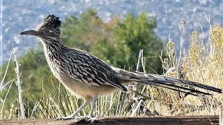 Greater Roadrunner Bird  Communication Calls [upl. by Repip880]