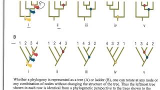 How to Interpret Phylogenetic Trees [upl. by Kieryt402]